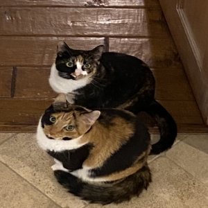/images/pets/original/2127071_65566_Callie and Kona.webp